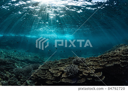 一群銀色條紋圓鯡魚在美麗的珊瑚礁中游泳 84792720