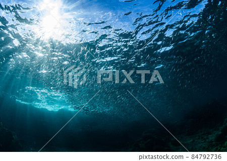 一大群銀紋圓鯡魚,抬頭仰望美麗的藍天 一大群銀紋圓鯡魚,抬頭仰望美麗的藍天 84792736