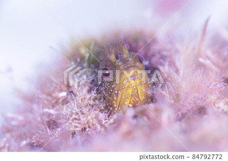 Cute moss ginpo Cute moss ginpo 84792772