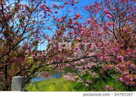 The beauty of cherry blossoms and rape blossoms blooming along the river The beauty of cherry blossoms and rape blossoms blooming along the river 84793167