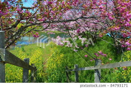 The beauty of cherry blossoms and rape blossoms blooming along the river The beauty of cherry blossoms and rape blossoms blooming along the river 84793171
