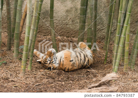 睡在竹林裡的東北虎幼崽 睡在竹林裡的東北虎幼崽 84793387
