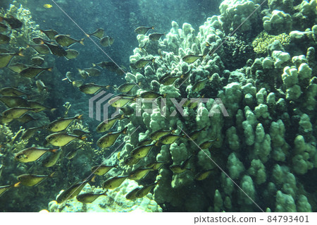school of fish in the red Sea. Underwater world in Egypt school of fish in the red Sea. Underwater world in Egypt 84793401