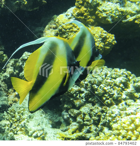 Two Red Sea bannerfishes swimming, diving in egypt Two Red Sea bannerfishes swimming, diving in egypt 84793402