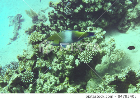 Parrot-fish is named due to its beak-like dental bone with strong teeth and brilliant coloration patters Parrot-fish is named due to its beak-like dental bone with strong teeth and brilliant coloration patters 84793403