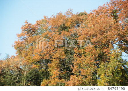 Autumn leaves are also in the final stages Autumn leaves are also in the final stages 84793490