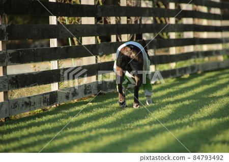 Boston terrier and shadow 84793492
