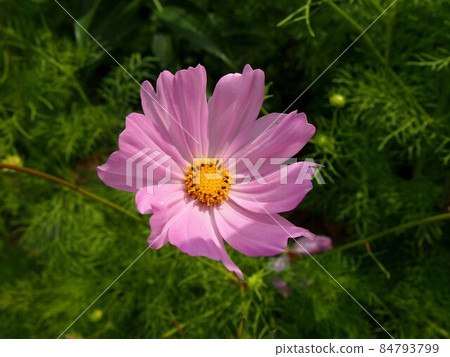A single pink cosmos flower in the spring sun (Autumn cherry blossoms in Koda Park) A single pink cosmos flower in the spring sun (Autumn cherry blossoms in Koda Park) 84793799
