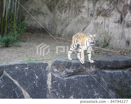 虎濱鬆動物園 東北虎照片 84794227