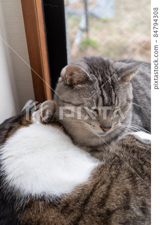 Two relaxing cats, Kijitra and Sabatra cats Two relaxing cats, Kijitra and Sabatra cats 84794308