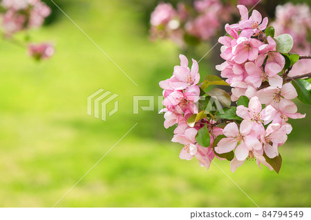 Blooming branch with pink blossoming flowers on delicate pink background with sparkles. Copy space Blooming branch with pink blossoming flowers on delicate pink background with sparkles. Copy space 84794549