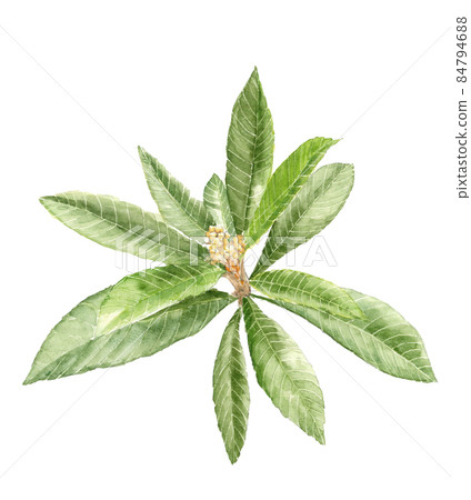 Loquat tree flower bud with leaves [watercolor illustration] white background transparent background 84794688