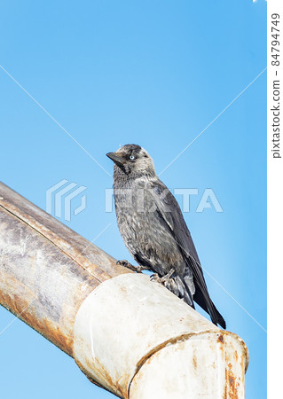 The western jackdaw on a rusty metal pipe against a blue sky 84794749
