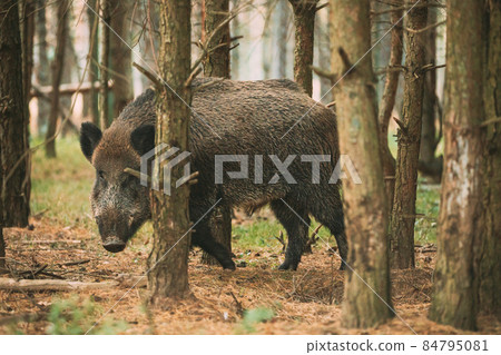 Belarus. Wild Boar Or Sus Scrofa, Also Known As The Wild Swine, Eurasian Wild Pig Looking Through Pines Trunks In Autumn Forest. Wild Boar Is A Suid Native To Much Of Eurasia, North Africa, And Belarus. Wild Boar Or Sus Scrofa, Also Known As The Wild Swine, Eurasian Wild Pig Looking Through Pines Trunks In Autumn Forest. Wild Boar Is A Suid Native To Much Of Eurasia, North Africa, And 84795081