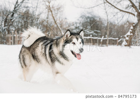 Alaskan Malamute Walking Outdoor In Snow Snowdrift. Winter Season Alaskan Malamute Walking Outdoor In Snow Snowdrift. Winter Season 84795173