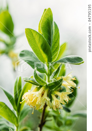 Young Spring Green Leaf Leaves And Unblown Buds Of Honeysuckles, Lonicera Growing In Vegetable Garden 84795195