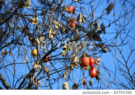 Uraga (rapeseed) 84795398