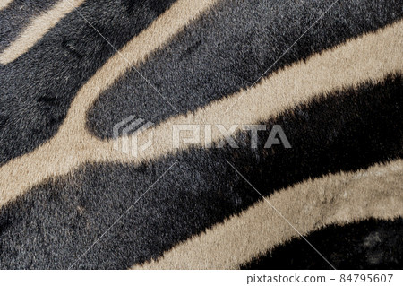 Zebra Stripes skin texture close-up, tribal ornament. 84795607