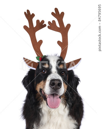 Funny Christmas dog on white background 84795695