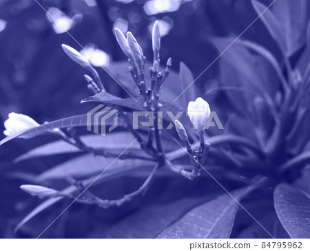 color of the year 2022. plants in very peri color is a great background color of the year 2022. plants in very peri color is a great background 84795962