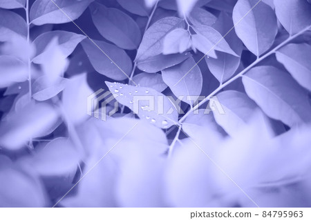 color of the year 2022. plants in very peri color is a great background color of the year 2022. plants in very peri color is a great background 84795963
