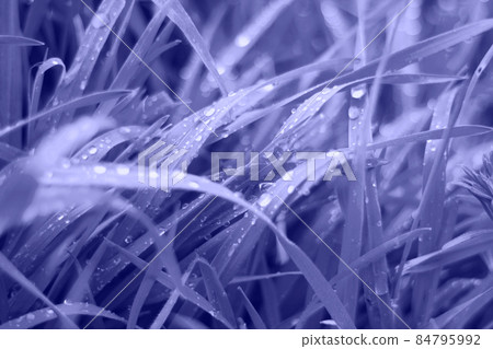 color of the year 2022. plants in very peri color is a great background color of the year 2022. plants in very peri color is a great background 84795992