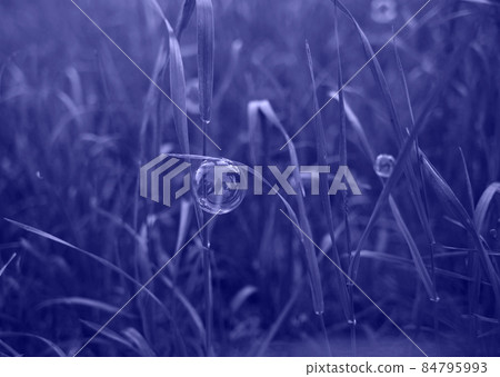 color of the year 2022. plants in very peri color is a great background color of the year 2022. plants in very peri color is a great background 84795993