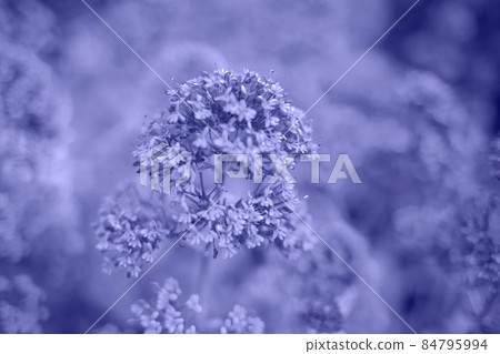 color of the year 2022. plants in very peri color is a great background color of the year 2022. plants in very peri color is a great background 84795994