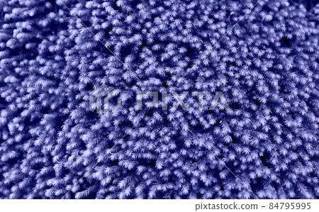 color of the year 2022. plants in very peri color is a great background color of the year 2022. plants in very peri color is a great background 84795995