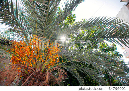 Natural Fruits on a date palm tree with sunlight on the sky background Natural Fruits on a date palm tree with sunlight on the sky background 84796001