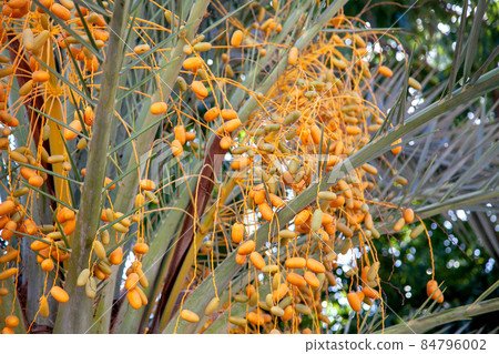 Natural Fruits on a date palm tree close up Natural Fruits on a date palm tree close up 84796002