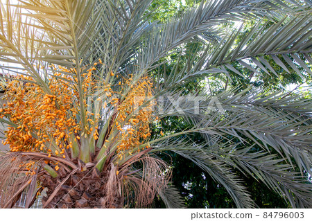 Natural Fruits on a date palm tree close up with sunlight on the sky background Natural Fruits on a date palm tree close up with sunlight on the sky background 84796003