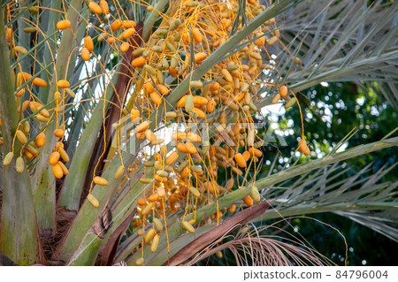 Natural Fruits on a date palm tree close up Natural Fruits on a date palm tree close up 84796004