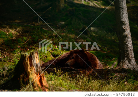 Brown bear on a walk and in search of food, a bear after hibernation. Brown bear on a walk and in search of food, a bear after hibernation. 84796018