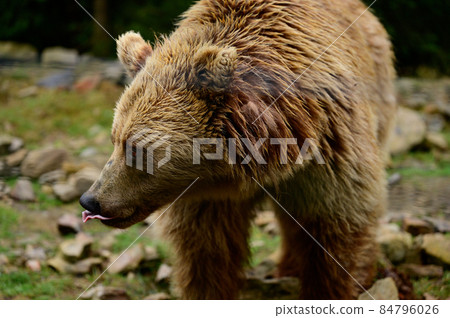 Natural National Park of Ukraine Synevyrska Polyana and its inhabitants are brown bears. Natural National Park of Ukraine Synevyrska Polyana and its inhabitants are brown bears. 84796026