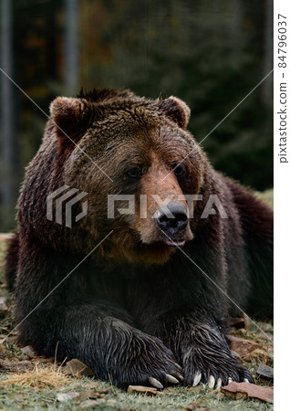 Young brown bear in the Carpathian forests of Ukraine. Young brown bear in the Carpathian forests of Ukraine. 84796037