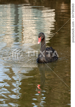 A black swan swims in the water, a bird in the zoo. A black swan swims in the water, a bird in the zoo. 84796060