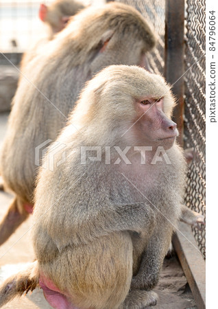 baboon hamadryad in the zoo, the life of an animal in captivity. 84796064
