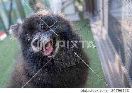 黑色博美犬，頭髮蓬鬆，頭部傾斜 84796398