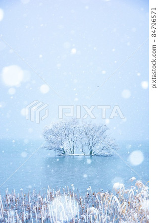 Snow tree Lake Biwa 84796571