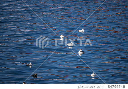 A flock of Smew in Lake Suwa A flock of Smew in Lake Suwa 84796646