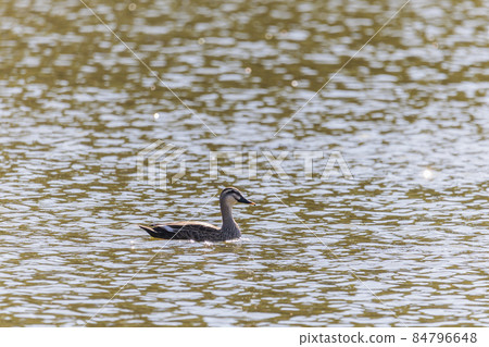Ducks swimming in the pond November Ducks swimming in the pond November 84796648