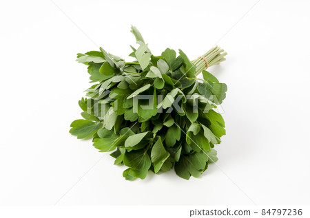 長壽草(鈕扣弓魚) 長壽草(鈕扣弓魚) 84797236