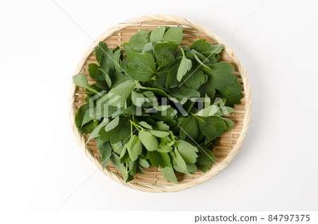 Longevity grass (Button bow fish) Longevity grass (Button bow fish) 84797375