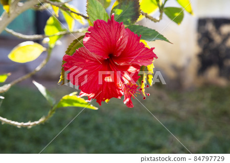 Red hibiscus flower on a green background. In the tropical garden. Red hibiscus flower on a green background. In the tropical garden. 84797729