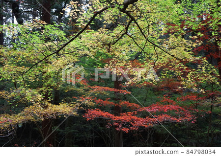 Maple Autumn Leaves Silence Oguni Shrine 84798034