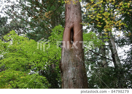 Animal nest strange tree Animal nest strange tree 84798279