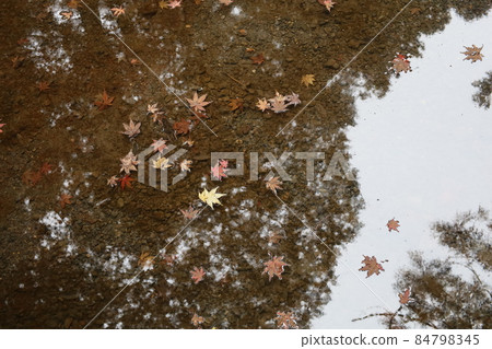 Maples floating in a stream and reflecting trees Maples floating in a stream and reflecting trees 84798345