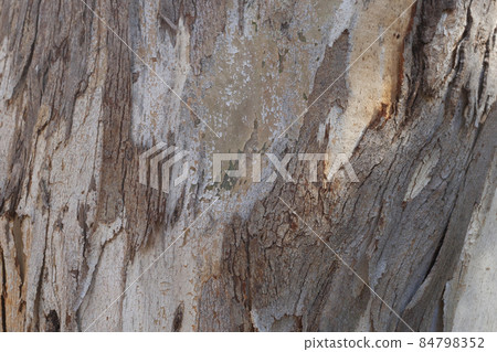 Natural brown wooden tree trunk background closeup 84798352