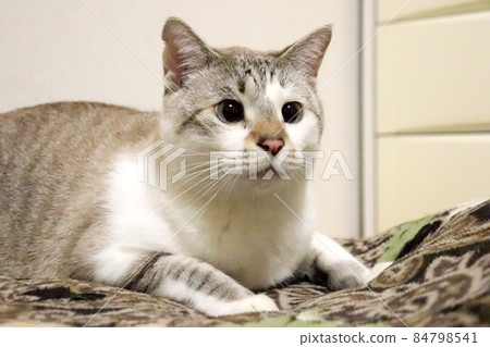 驚呆貓 驚呆貓 84798541